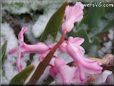 winter pink hyacinth flower