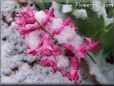 winter hyacinth flower