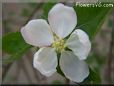 white apple blossom