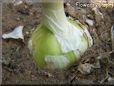  garlic bulb