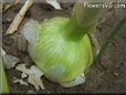  garlic bulb