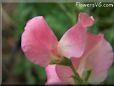 pink sweet peas blossom