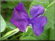 purple sweet peas blossom