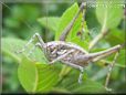 sword tail cricket
