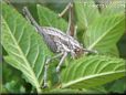 silver sword cricket
