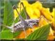 gray sword tail cricket