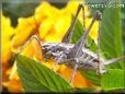 silver sword tail cricket
