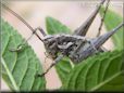silver sword tail cricket