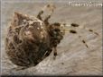 brown horned orb spider