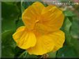 yellow nasturtium flower