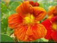 red orange nasturtium flower