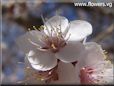 apricot blossom flower