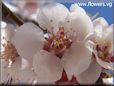apricot flower blossom
