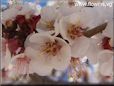 apricot flower blossom