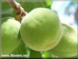green apricot fruit