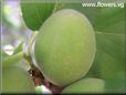 apricot fruit tree pictures