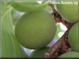 green apricot fruit pictures