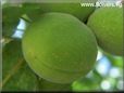 green apricot fruit