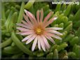 pink iceplant flower