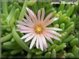 pink iceplant flower
