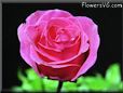 dark pink rose flower pictures
