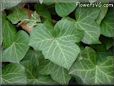 english ivy vine pictures