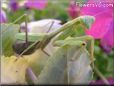 praying mantis mantid picture