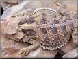 horned toad