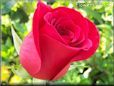 rose bright red