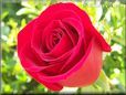 rose bright red beautiful
