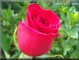 rose bright red beautiful flower