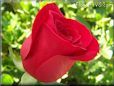 rose bright red flower