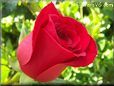 rose bright red flower beautiful