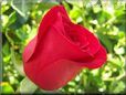 rose bright red garden