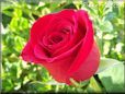 rose bright red garden bloom