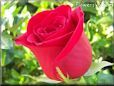 rose bright red garden bloomed