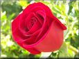 rose bright red garden flower