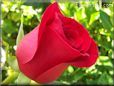 rose bright red garden flower perfect