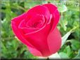 rose bright red garden short stem