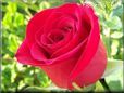 rose bright red perfect
