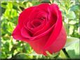 rose bright red perfect flower