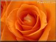 rose flower orange beautiful
