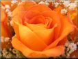 rose flower orange bouquet