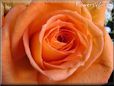 rose flower orange close up