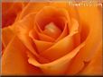 rose flower orange closeup