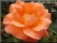 rose flower orange garden