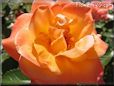 rose flower orange garden bloomed