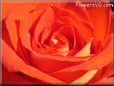 rose flower orange red
