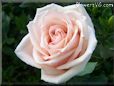 rose light pink white beautiful