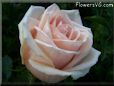 rose light pink white beautiful flower